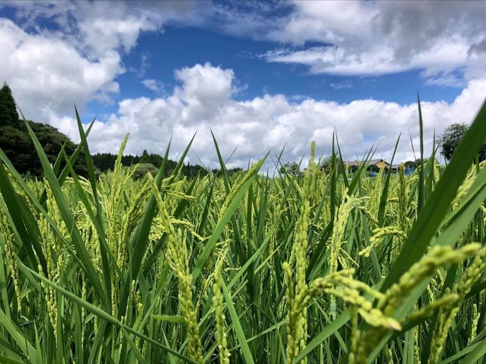 令和７年産  / 湧水こしひかり精米 ＜農薬・化成肥料・堆肥・除草剤不使用栽培＞