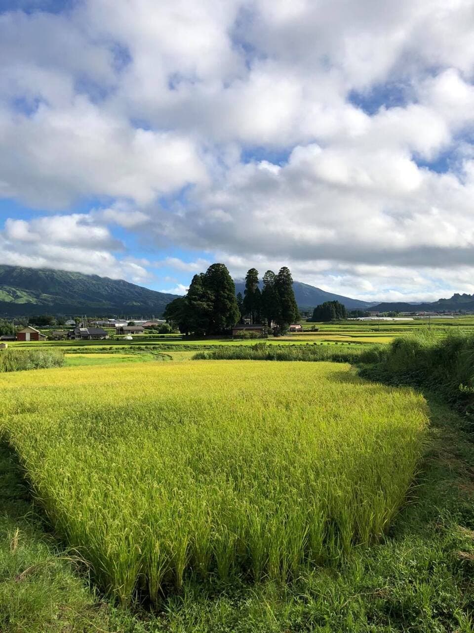 令和７年産  / 天日干しこしひかり玄米＜農薬・化成肥料・堆肥・除草剤不使用栽培＞