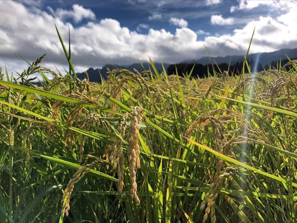 令和７年産  / 天日干しこしひかり精米＜農薬・化成肥料・堆肥・除草剤不使用栽培＞