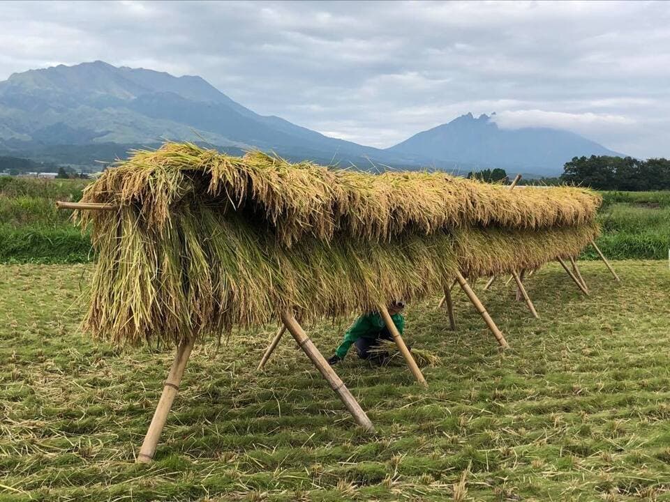 令和７年産  / 天日干しこしひかり精米＜農薬・化成肥料・堆肥・除草剤不使用栽培＞