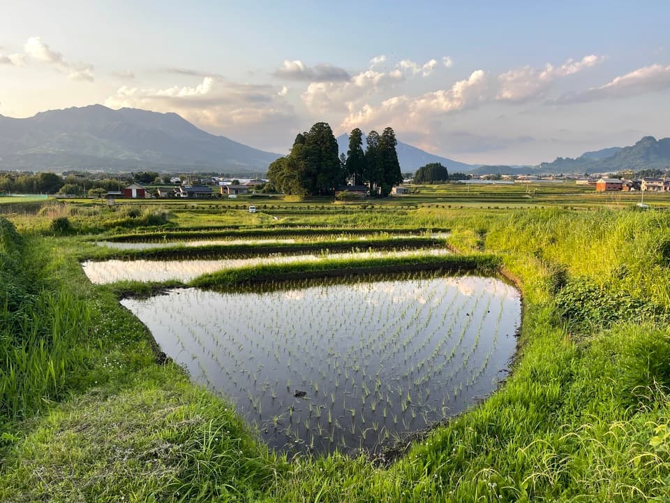 令和7年産 / 湧水こしひかり玄米＜農薬・化成肥料・堆肥・除草剤不