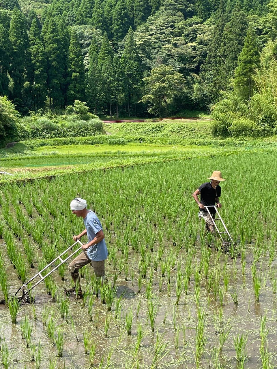 令和7年産 / 湧水こしひかり玄米＜農薬・化成肥料・堆肥・除草剤不