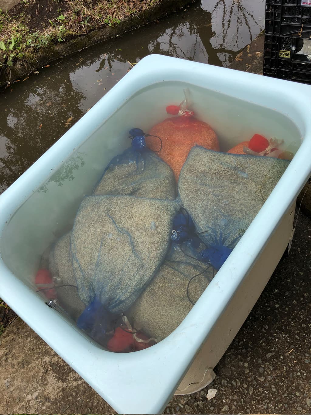 種もみ 浸水中