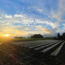 2024年のお米とサツマイモ、植え付け終了しました！