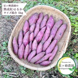 令和3年産紅はるか・熟成しました！