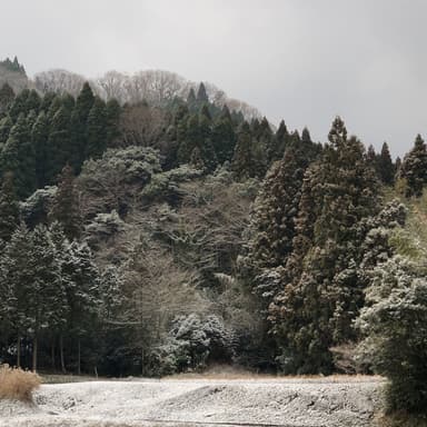雪が降りました