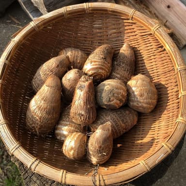 里芋 販売中