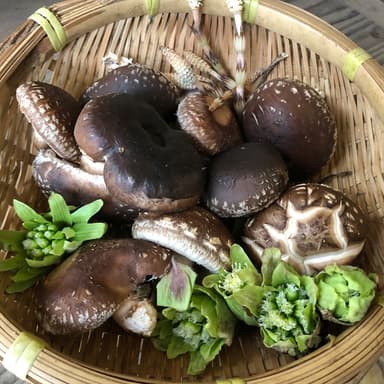 春です🌸春分お祝いSALE開催します