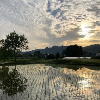 田植え 終わりました！