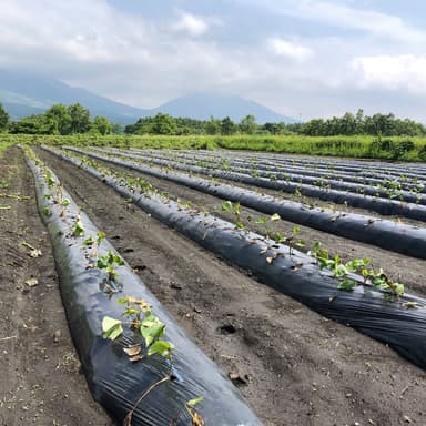 サツマイモ 植え終えて にんにく収穫、 そして田んぼの草取りの季節です