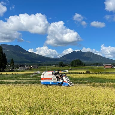 2024年産こしひかり＆湧水こしひかり