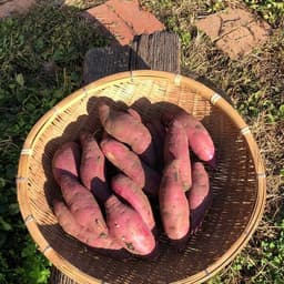 令和2年産・紅はるか ◆ 販売開始です！