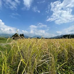 【販売開始】🌾2025年産こしひかり・湧水こしひかり🌾