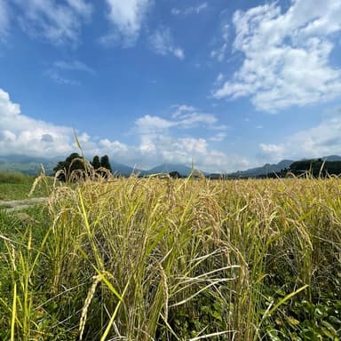 【販売開始】🌾2025年産こしひかり・湧水こしひかり🌾