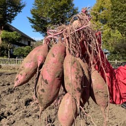🍠2025年産・紅はるかの収穫🍠