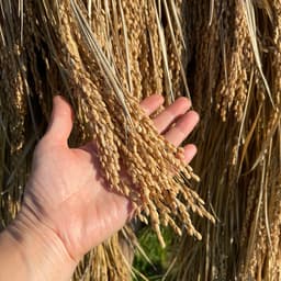 【販売開始】🌾天日干しこしひかり・天日干し湧水こしひかり🌾