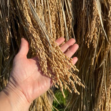 【販売開始】🌾天日干しこしひかり・天日干し湧水こしひかり🌾