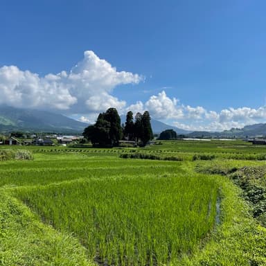 2020年産【星ヶ峰農園のこしひかり】在庫わずかとなりました！