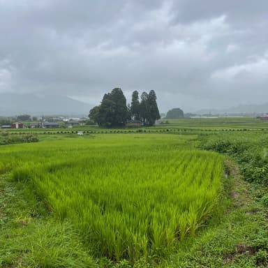 【完売御礼】2020年産のお米全種・完売しました！