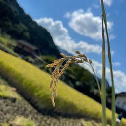2021年産こしひかりの販売について