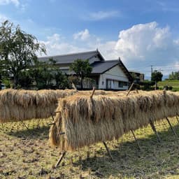 2021年産【湧水こしひかり】&【天日干し湧水こしひかり】販売はじめました！