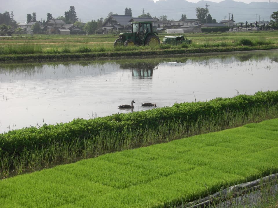 【令和7年度産】安曇野産コシヒカリ 【有機JAS認定米】　　　　　　 ～令和6年度米食味コンテスト金賞受賞～