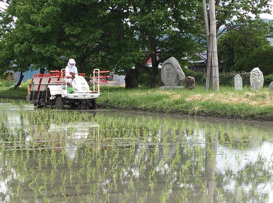 【令和7年度産】安曇野産コシヒカリ 【有機JAS認定米】　　　　　　 ～令和6年度米食味コンテスト金賞受賞～