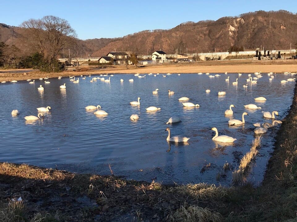 【令和7年度産】安曇野産コシヒカリ 【有機JAS認定米】　　　　　　 ～令和6年度米食味コンテスト金賞受賞～