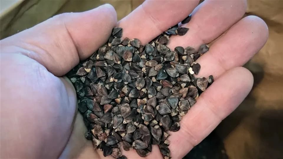 そばの実 （無農薬、無化学肥料栽培）