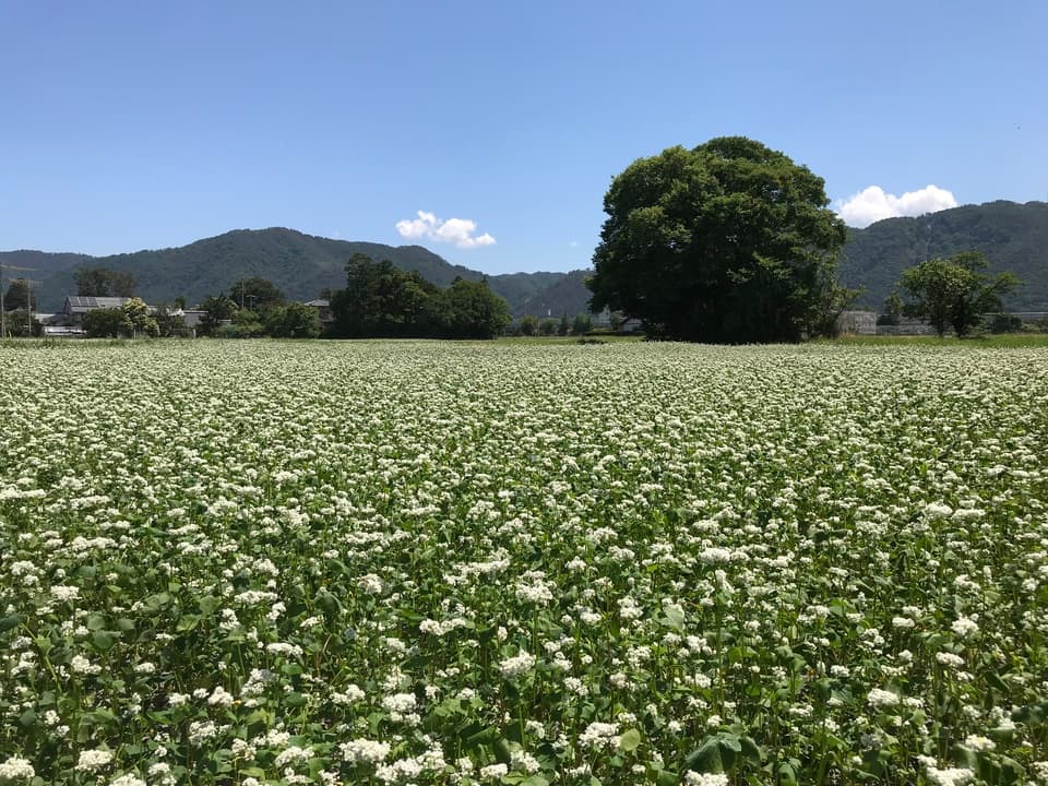 生そば（無農薬、無化学肥料栽培、無添加加工）