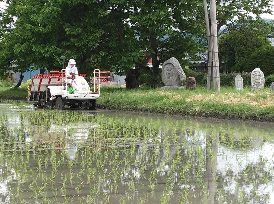 【令和7年度産】安曇野産コシヒカリ 【無農薬・無肥料の自然栽培米 】～令和6年度お米日本一コンテスト金賞受賞～