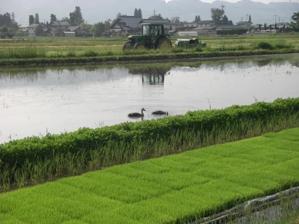 【令和7年度産】安曇野産コシヒカリ 【無農薬・無肥料の自然栽培米 】～令和6年度お米日本一コンテスト金賞受賞～