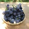 おまかせ1品種 (Mサイズ)
