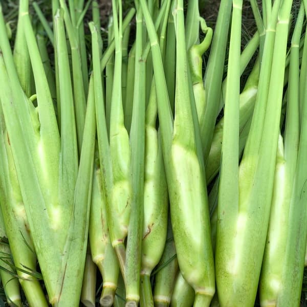 1kg