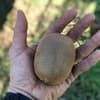 ヘイワードキウイ Lサイズ1kg