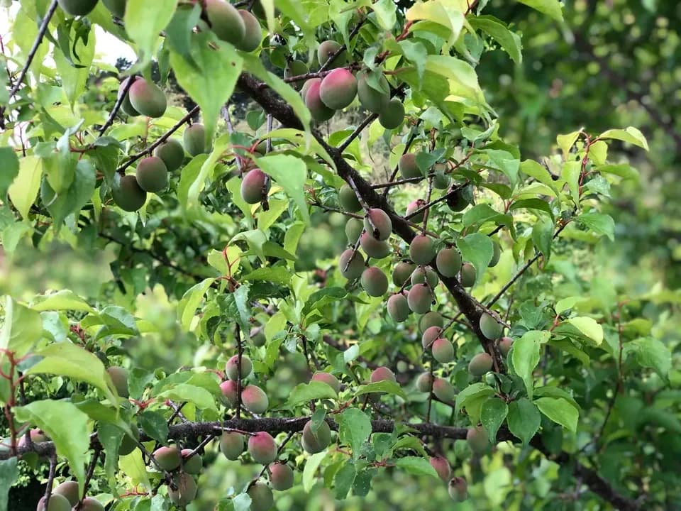 【3年熟成】自然栽培の梅干し＜無添加食品＞ (農薬肥料不使用梅/赤紫蘇/海塩)