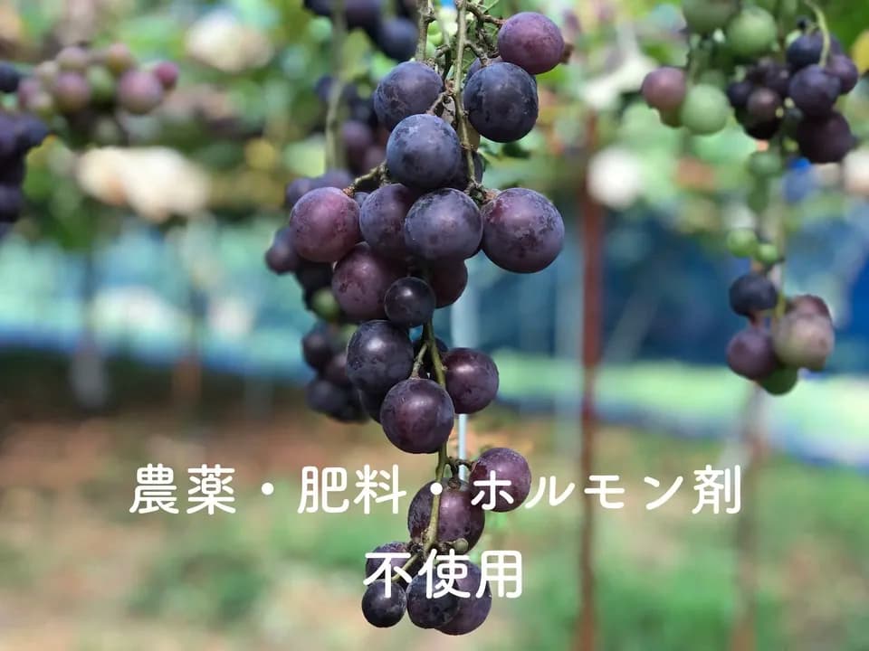 自然栽培 森のぶどう【農薬/肥料/ホルモン剤不使用シャインマスカット】ギフト用は別商品であります。