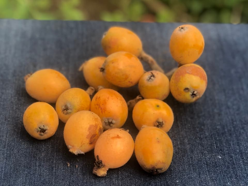 自然栽培 ビワ