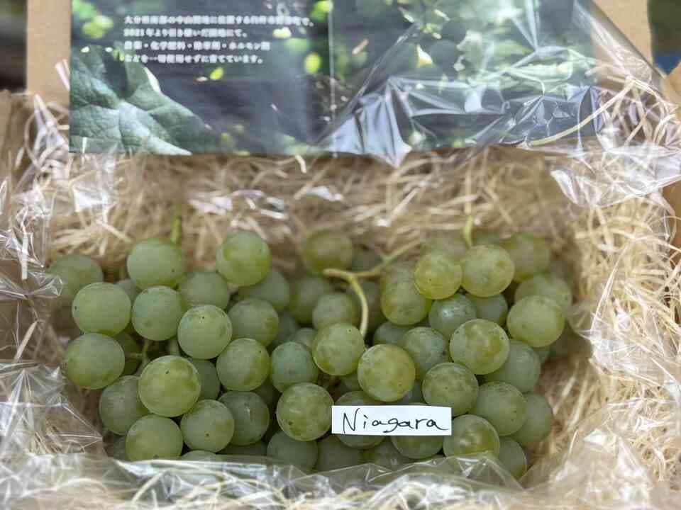 【ギフトBOX】自然栽培 森のぶどう 贈り物用
