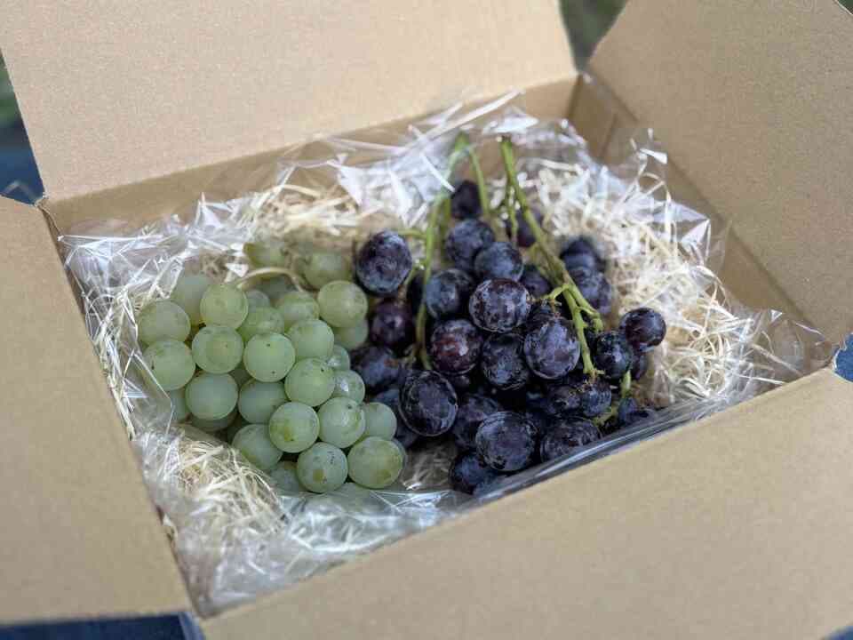 【ギフトBOX】自然栽培 森のぶどう 贈り物用