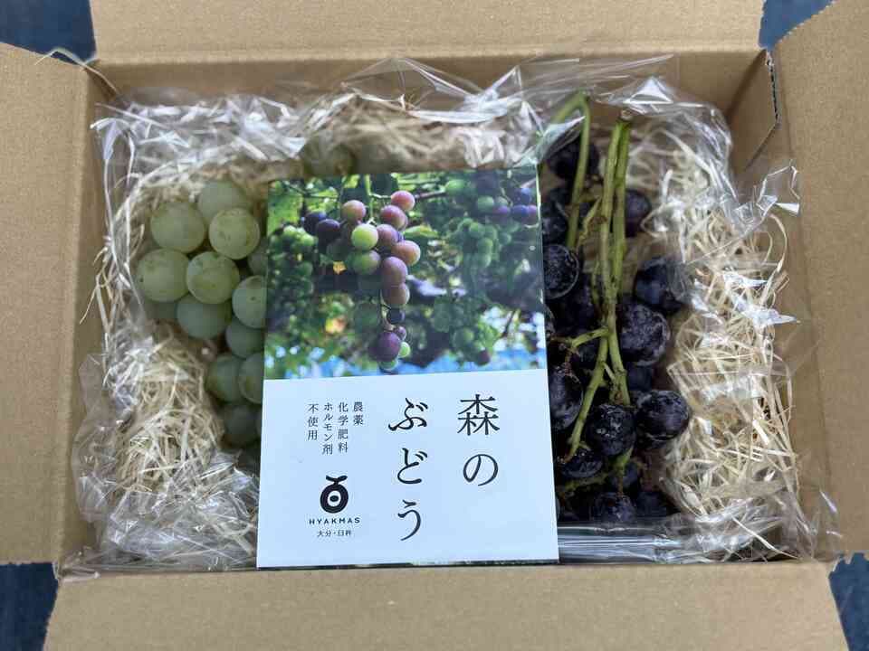 【ギフトBOX】自然栽培 森のぶどう 贈り物用