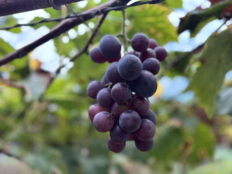 【無添加】種あり干しぶどう  自然栽培ピオーネ
