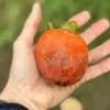 サムネイル 9