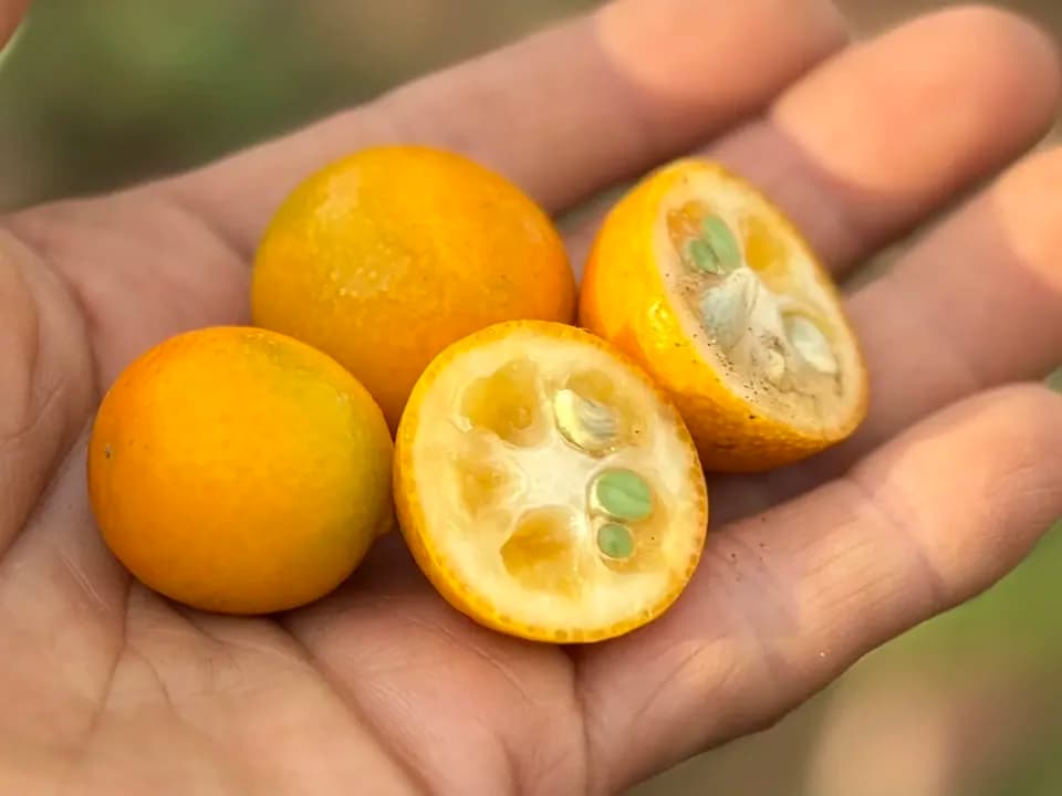 自然栽培 金柑【キンカン】　皮ごと食べて風予防にも