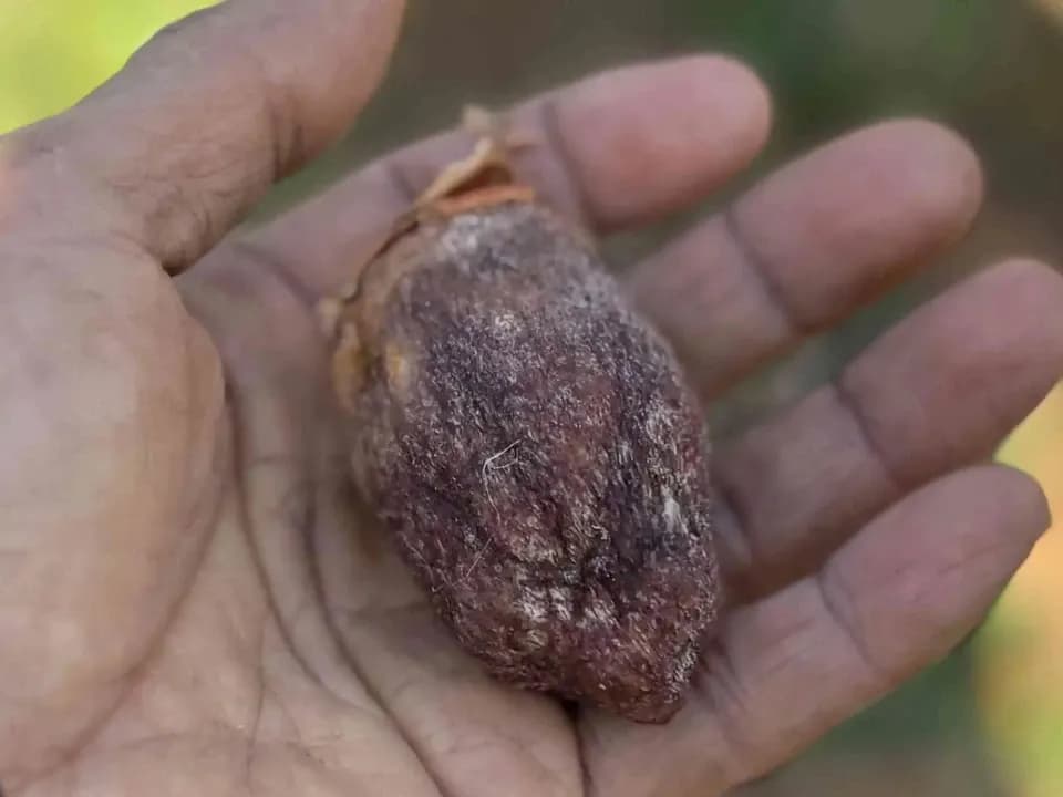 自然栽培の渋柿で作った干し柿　【農家の手仕事】ギフトにも