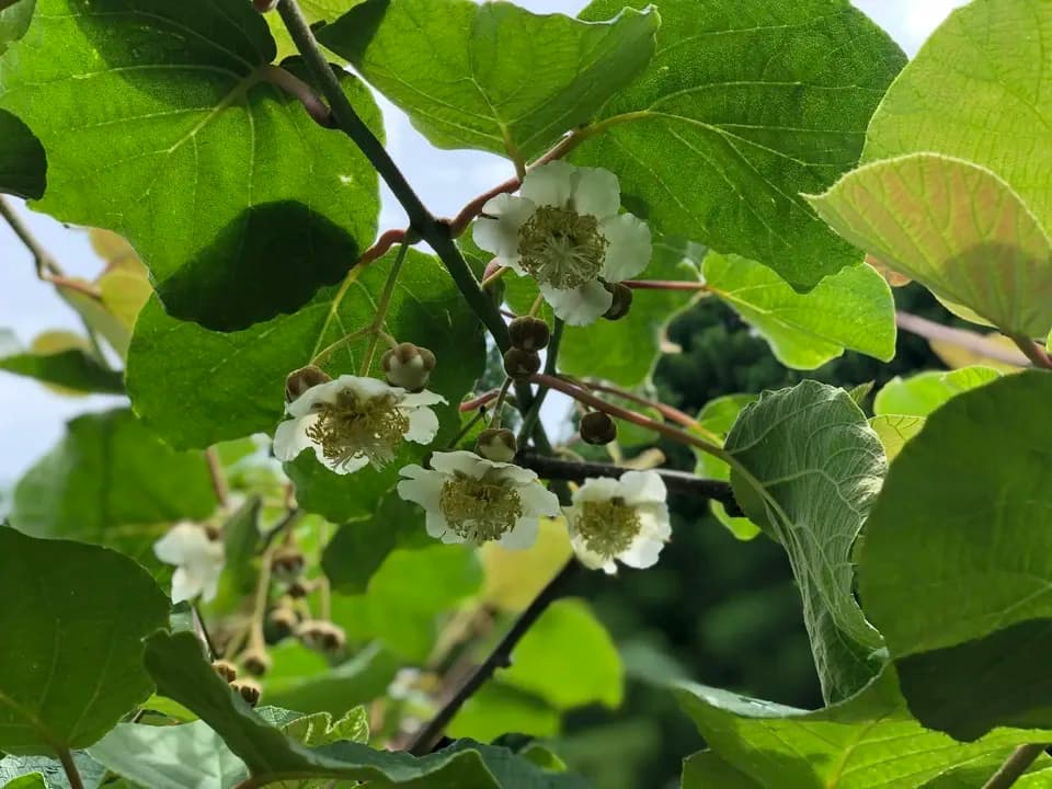 規格外 SSサイズ グリーンキウイ 