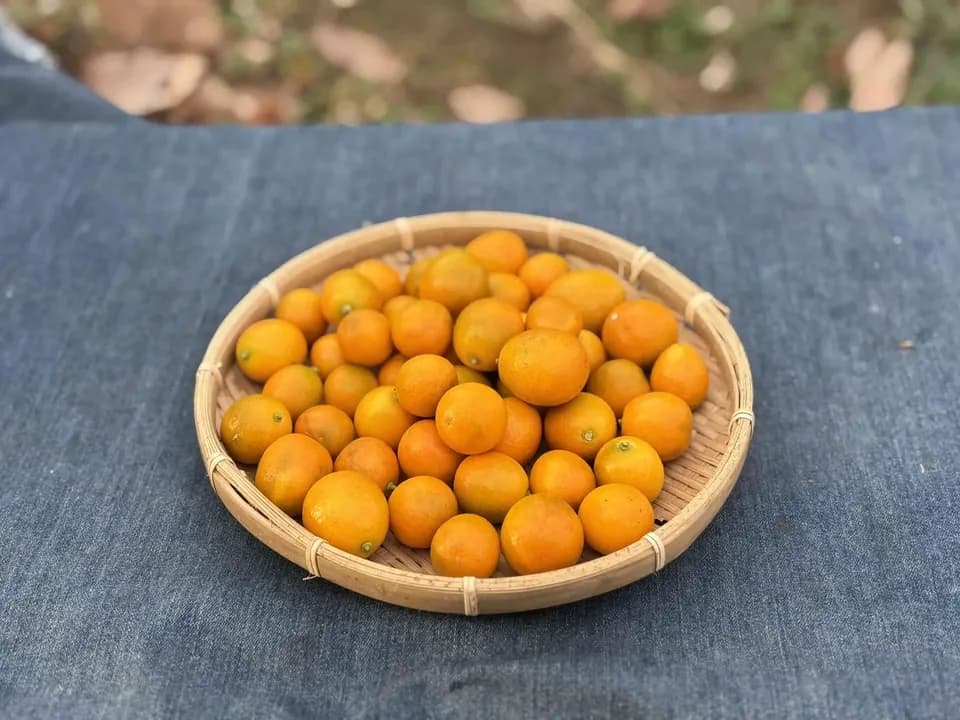 自然栽培 金柑【キンカン】　皮ごと食べて風予防にも