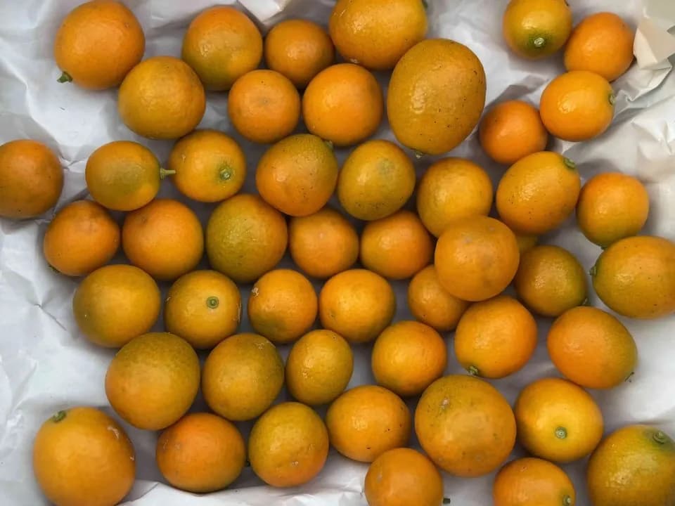 自然栽培 金柑【キンカン】　皮ごと食べて風予防にも
