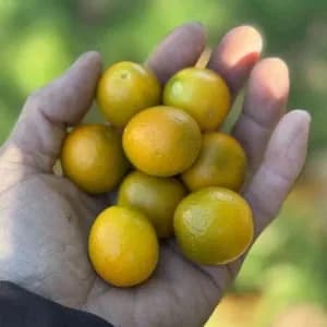 自然栽培 金柑【キンカン】　皮ごと食べて風予防にもの口コミ・レビュー(のんたさん)