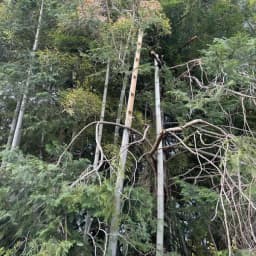 自然栽培のぶどう園のその後